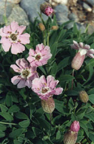 Silene uniflora 'Rosea'